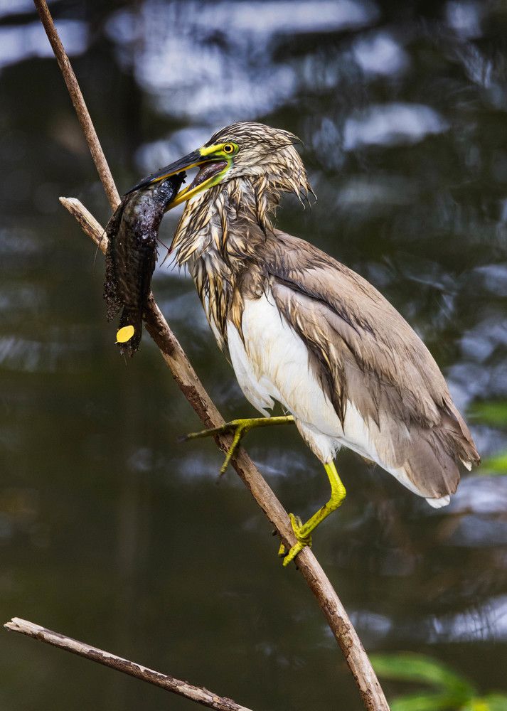 Photograph by Алексей Солоухин