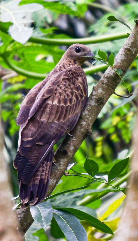 Photograph by Sarbani Chakraborty