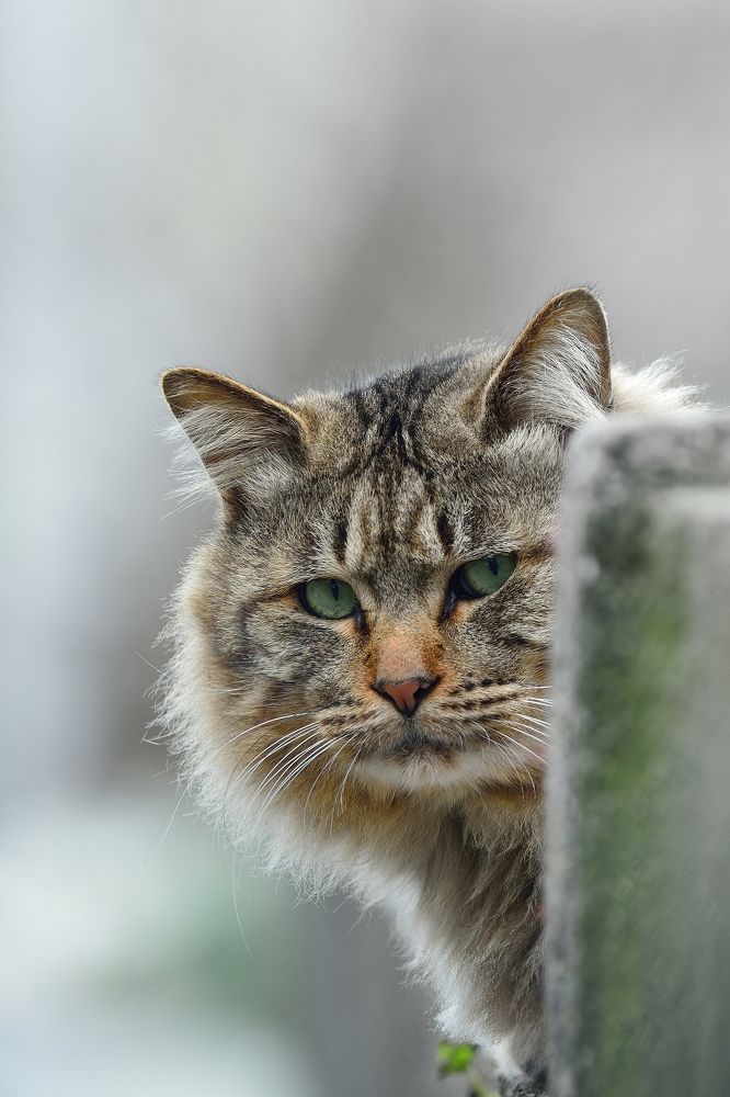 Photograph by Ohta Sigeki