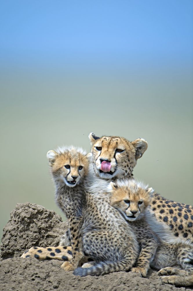 "Mom and cubs"