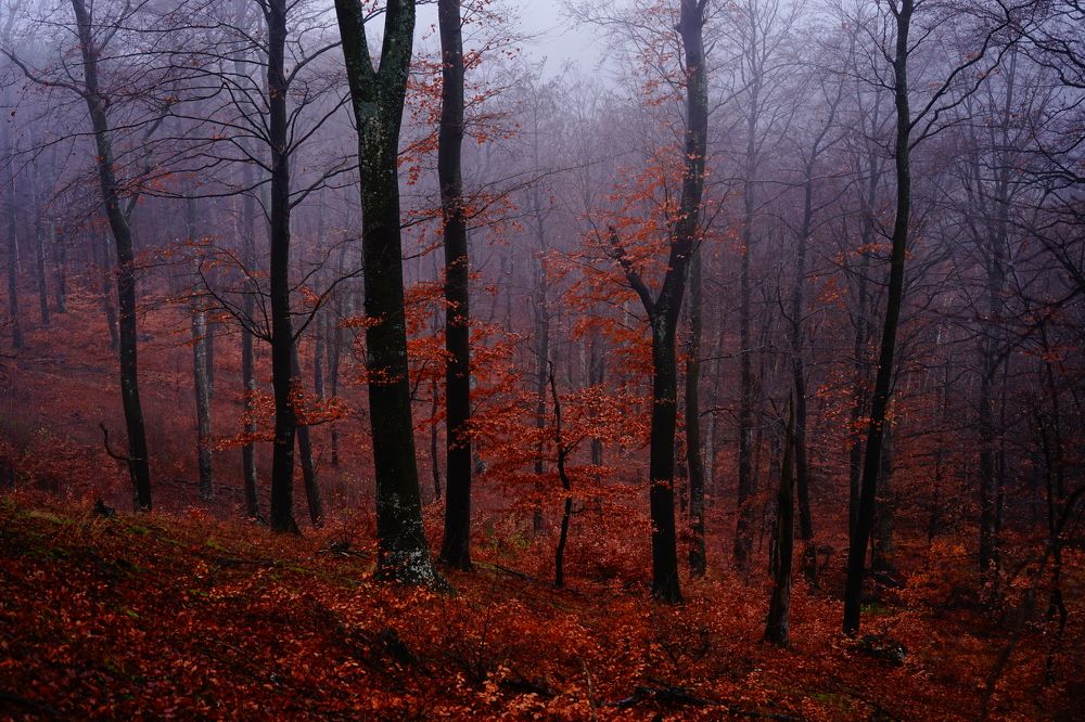 Photograph by Mirela Velicu