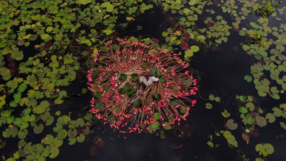 Harvesting water lilies in Bangladesh