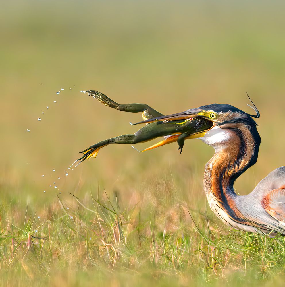 Photograph by Abhishek Manna