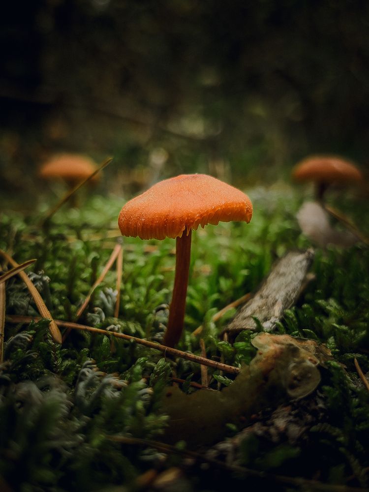 Photograph by Александр Пискарев