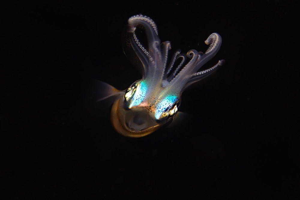 Фотография автора Владимир Чубенко