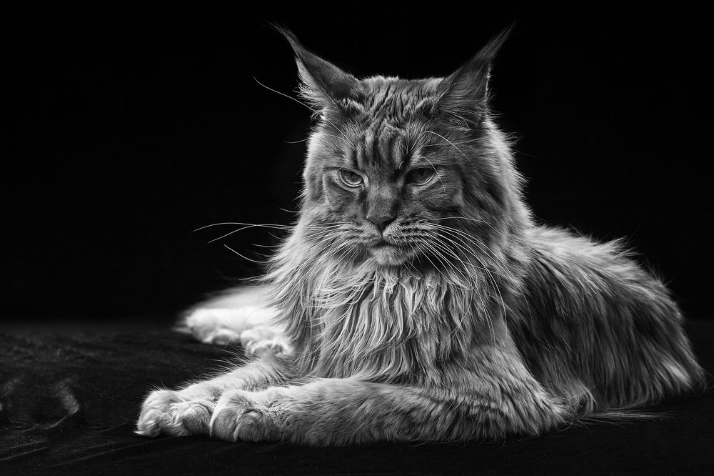 Фотография автора Владимир Борисов