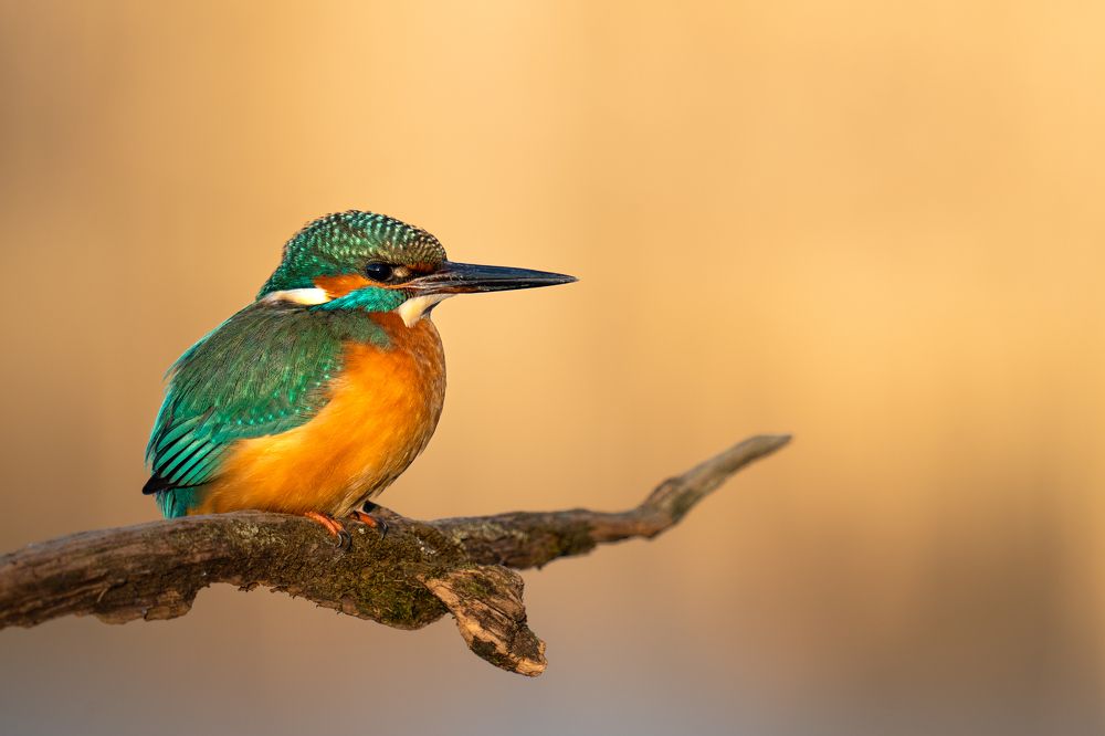 Photograph by Govinda Thompson