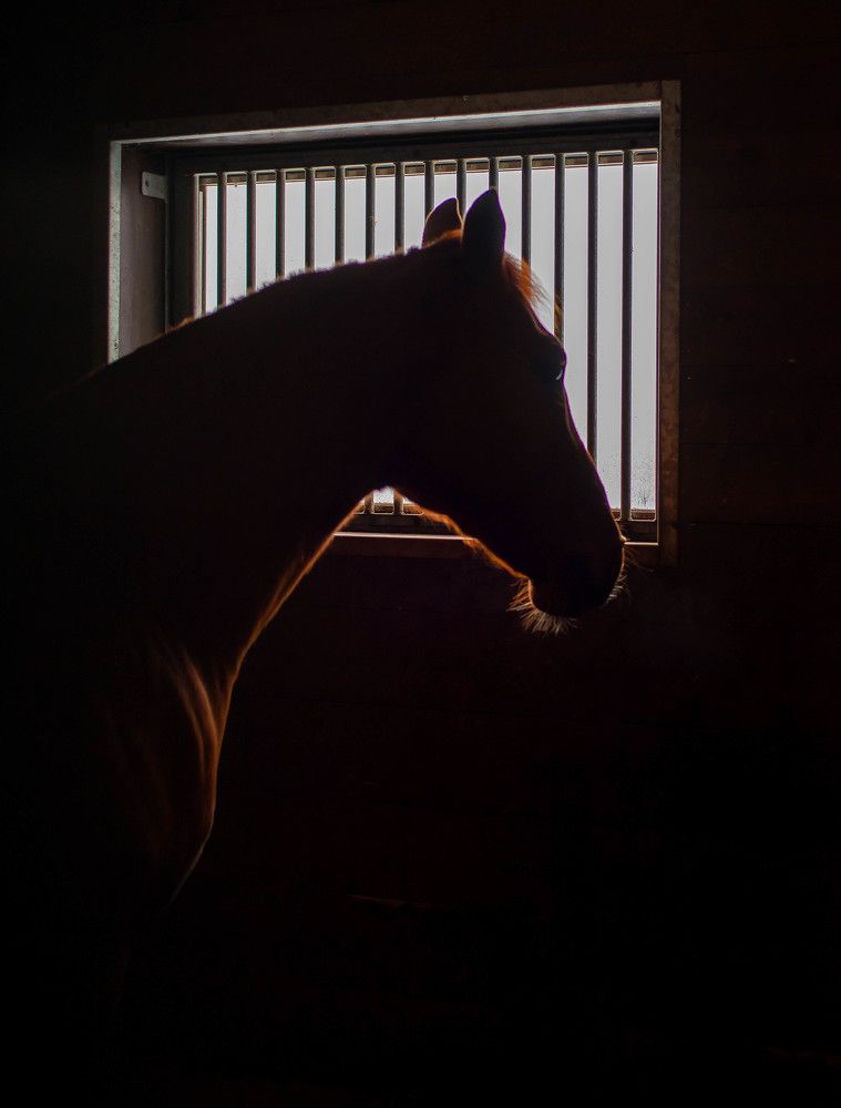 Фотография автора Aлексей Игнатьев