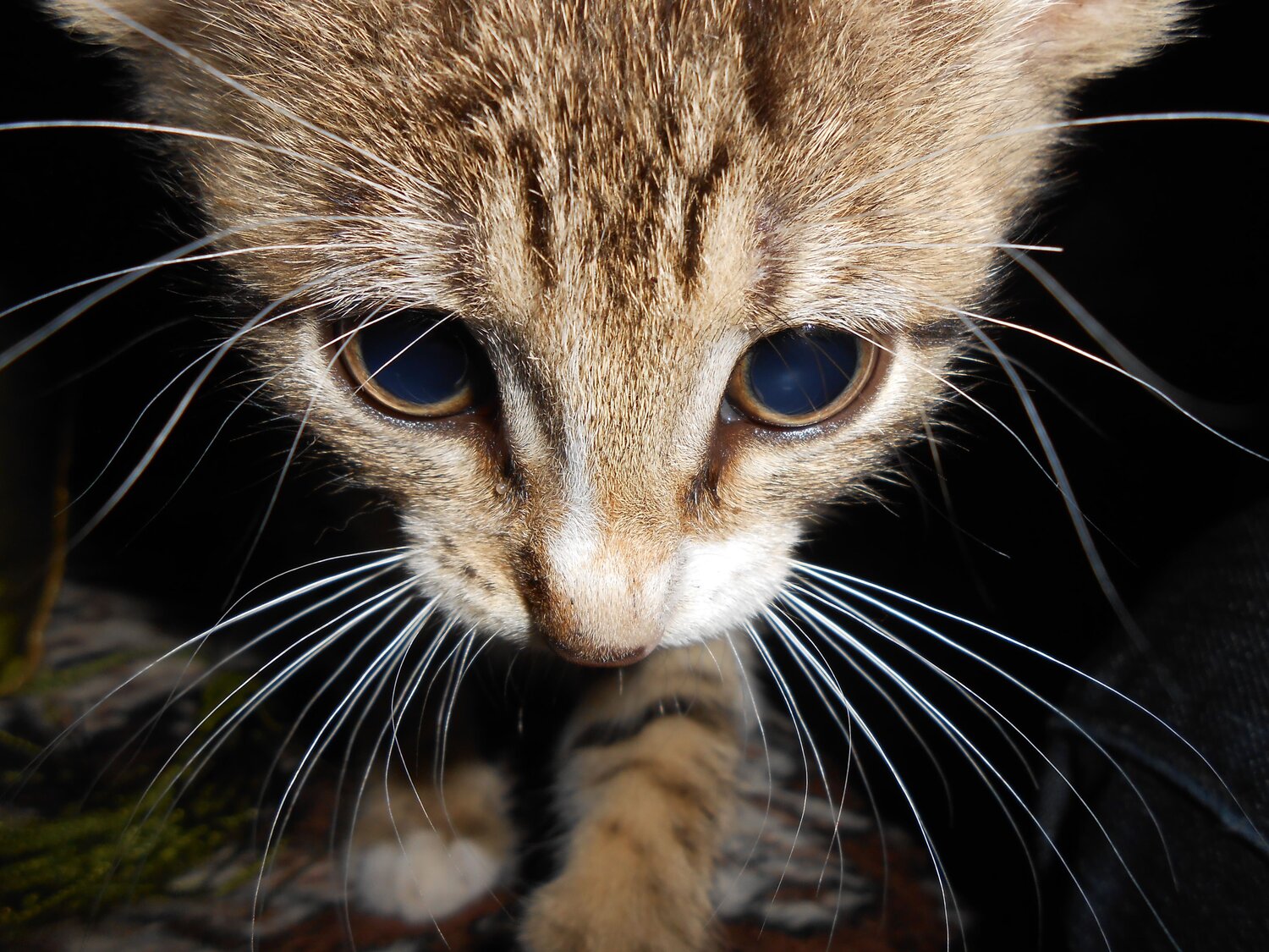 Photo #8877244