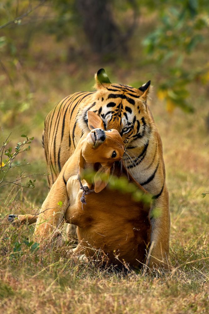 A furious tiger with a kill