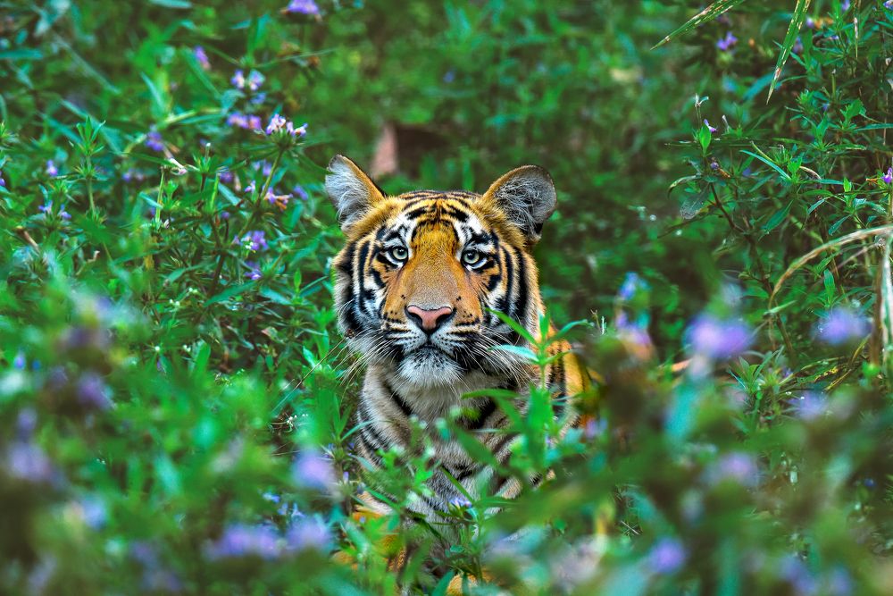 Photograph by Deep Kathikar