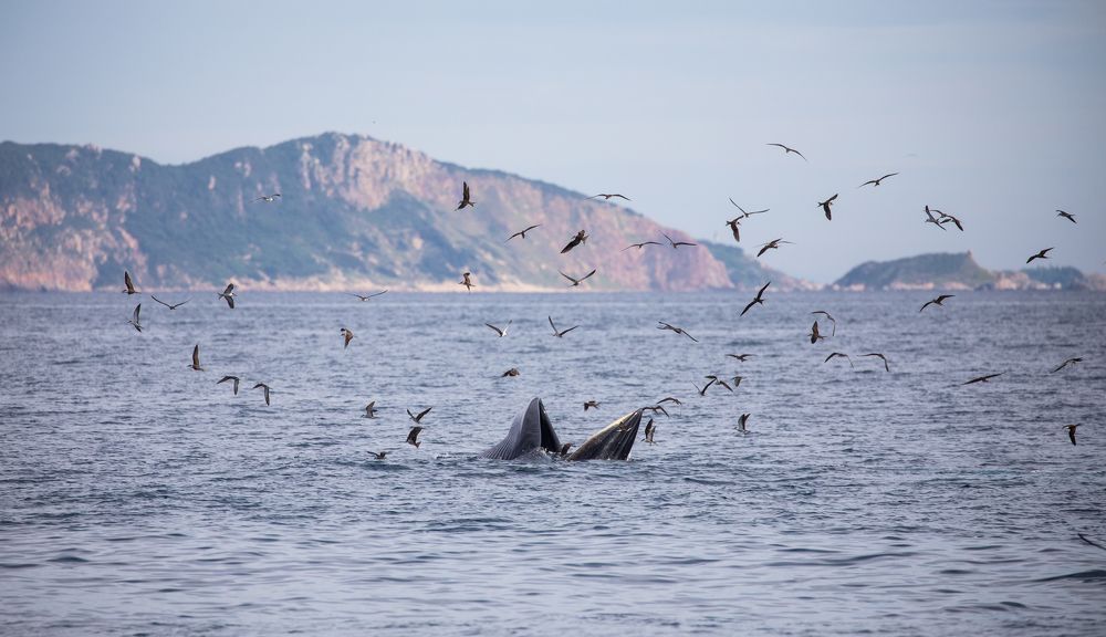 Mother whale teaches baby whales to hunt
