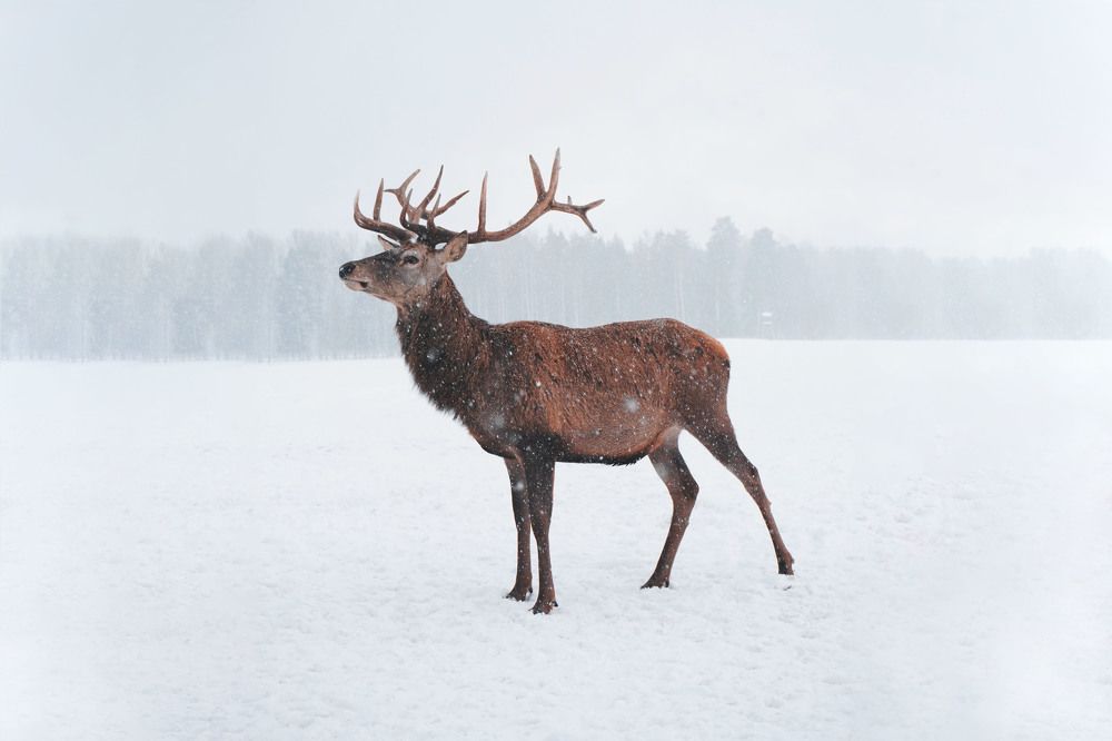 Photograph by Pearliqueur