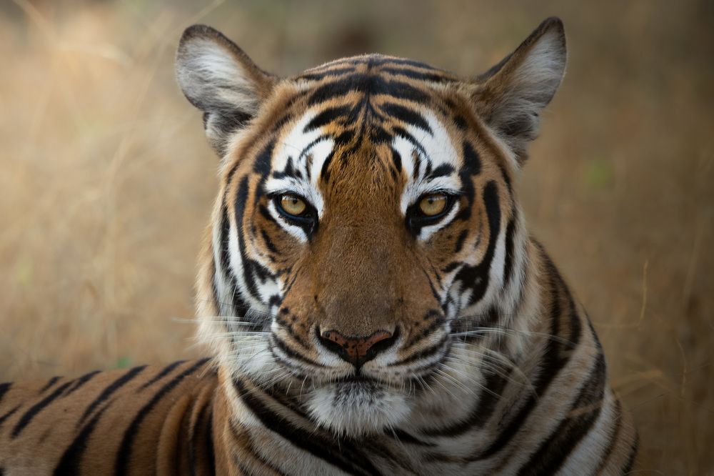Tigers of Indian Jungle