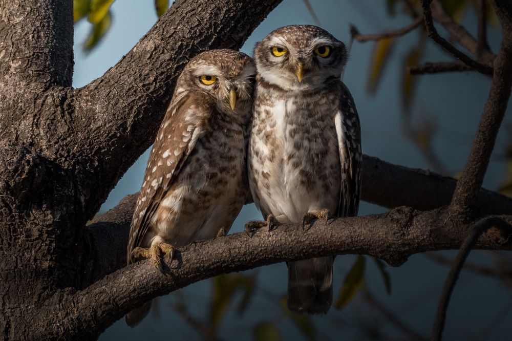 Photograph by Chaitanya Dudhalkar