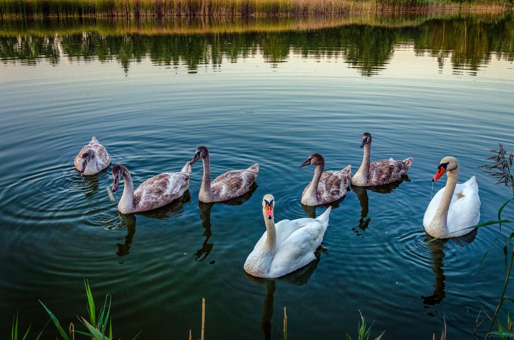 Лебединая семьЯ.