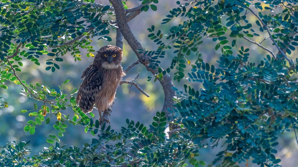 Photograph by Chaitanya Dudhalkar