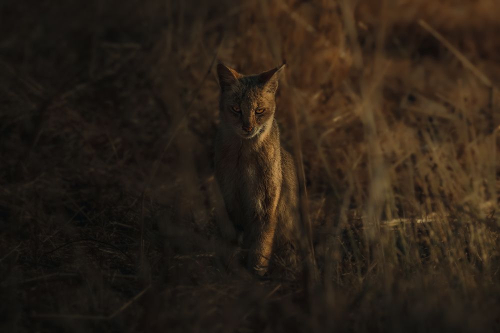 Photograph by Chaitanya Dudhalkar