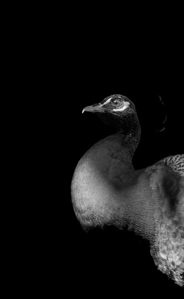 Photograph by Rumi S. Yada