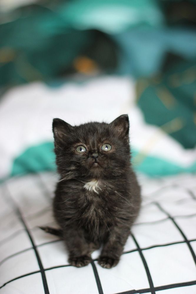 Photograph by Юлия Тигра