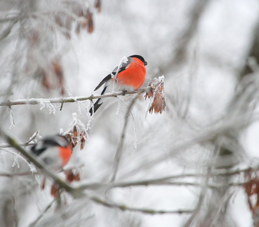 Photograph by Дмитрий Черепков