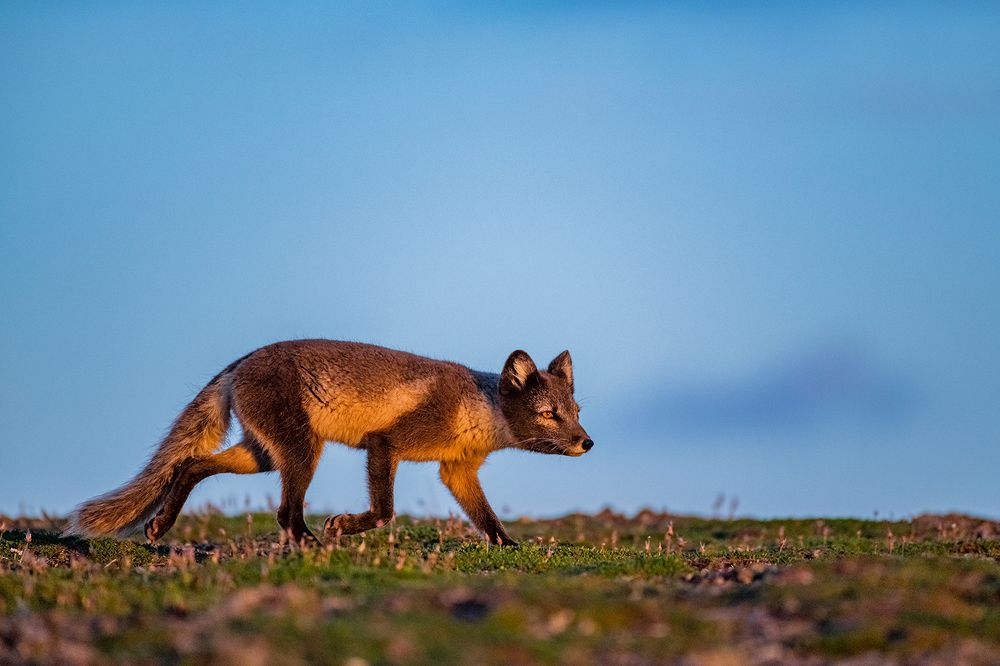 В далёкой Арктике