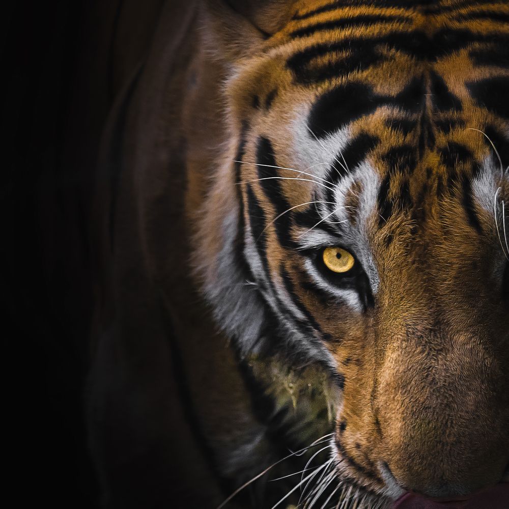 Фотография автора Arijit Mondal