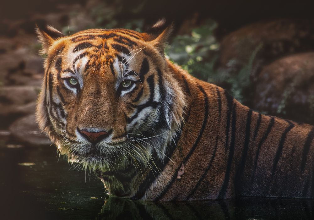 Фотография автора Arijit Mondal