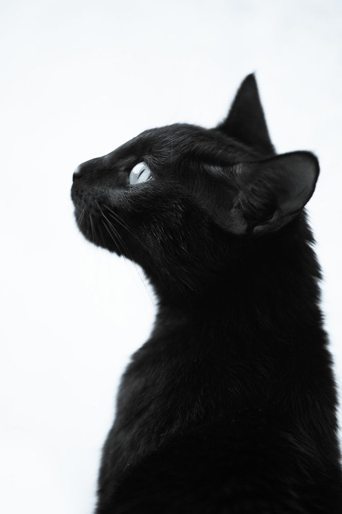 Photograph by Goldisgholami