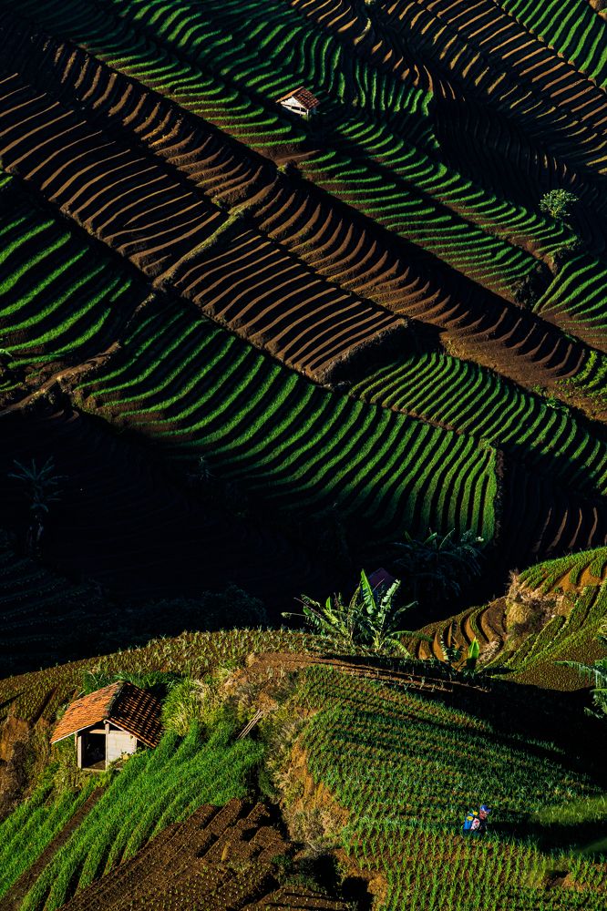 Seeding time in Argapura