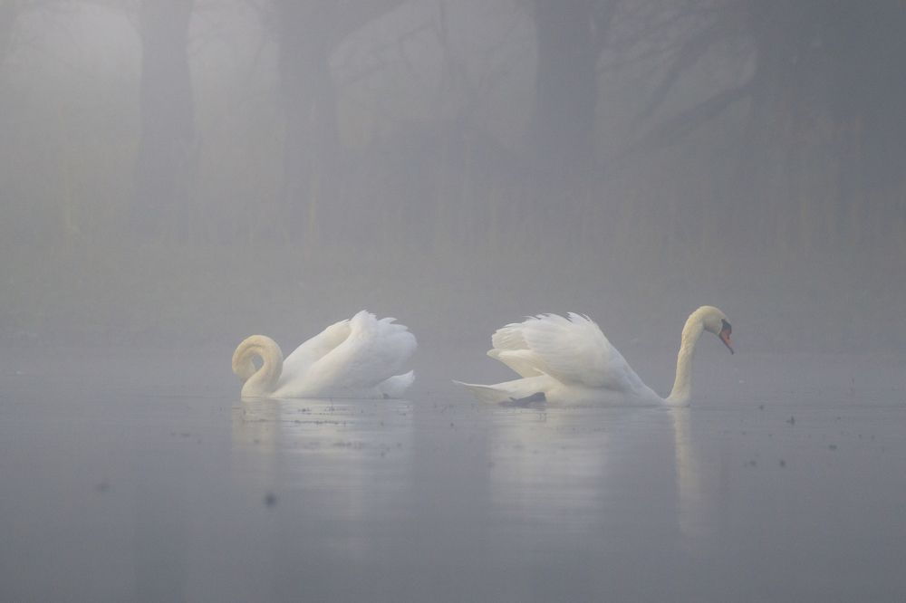 Swans