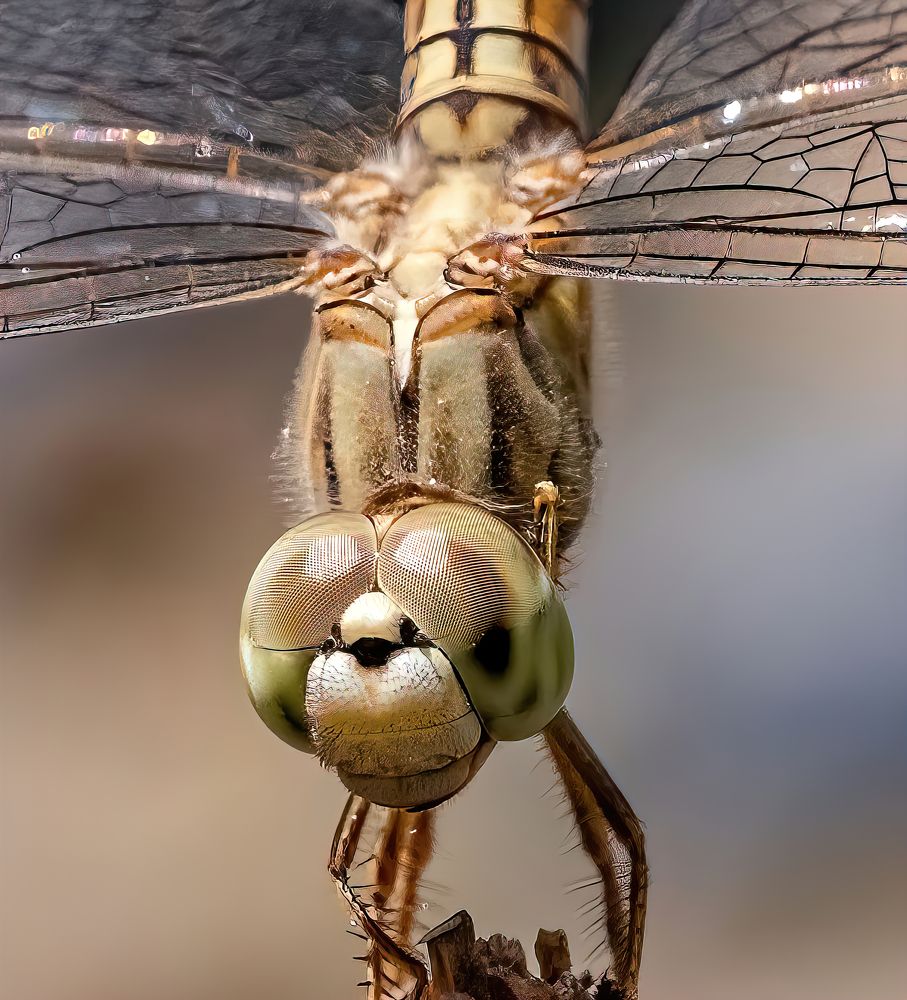 Photograph by Nitin Baste