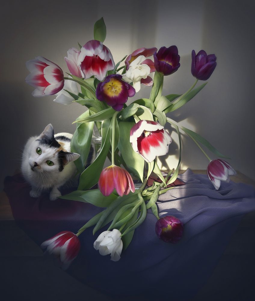 Фотография автора Шипунова Ирина