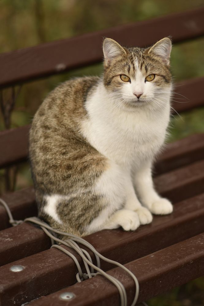 Фотография автора Шипунова Ирина