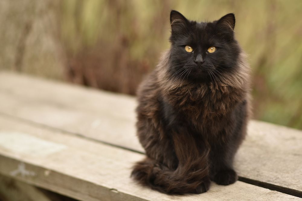 Фотография автора Шипунова Ирина