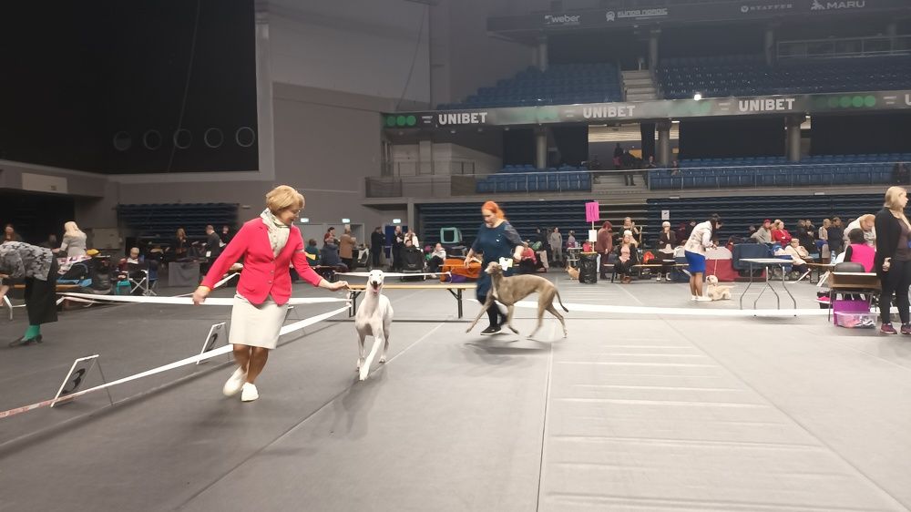 Выставка собак