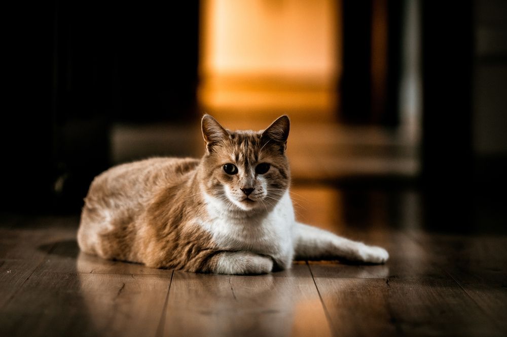 Photograph by Katherine Strauss