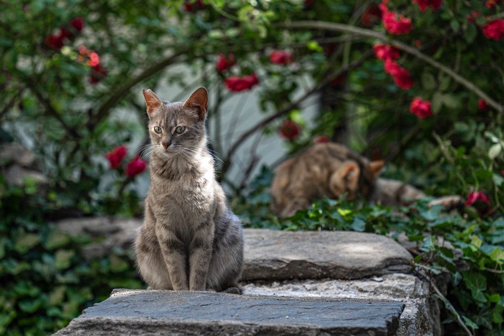 Photograph by Таймураз Гумеров