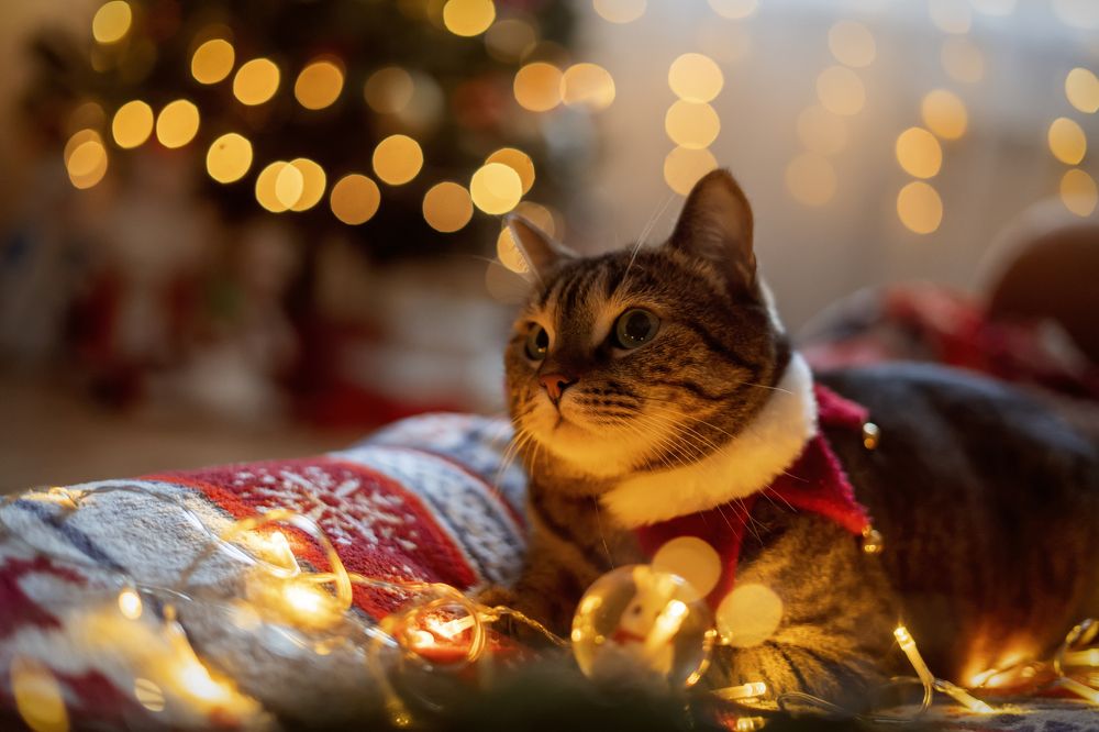 Photograph by Анна Гриневич