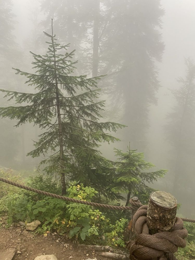 Photograph by Елена Мусина