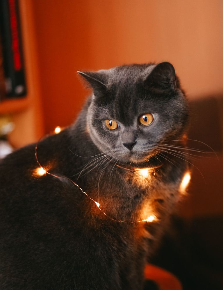 Photograph by Марина Шадрина