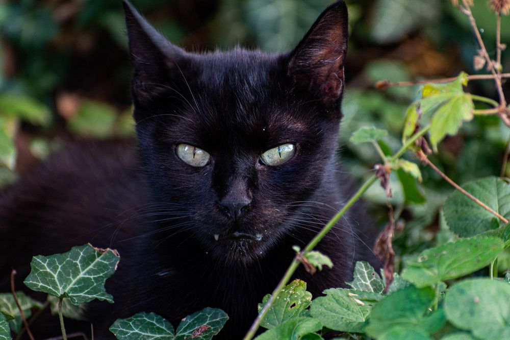 Photograph by LYBOMIR NAKOV