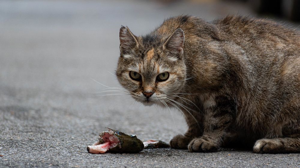 Photograph by LYBOMIR NAKOV