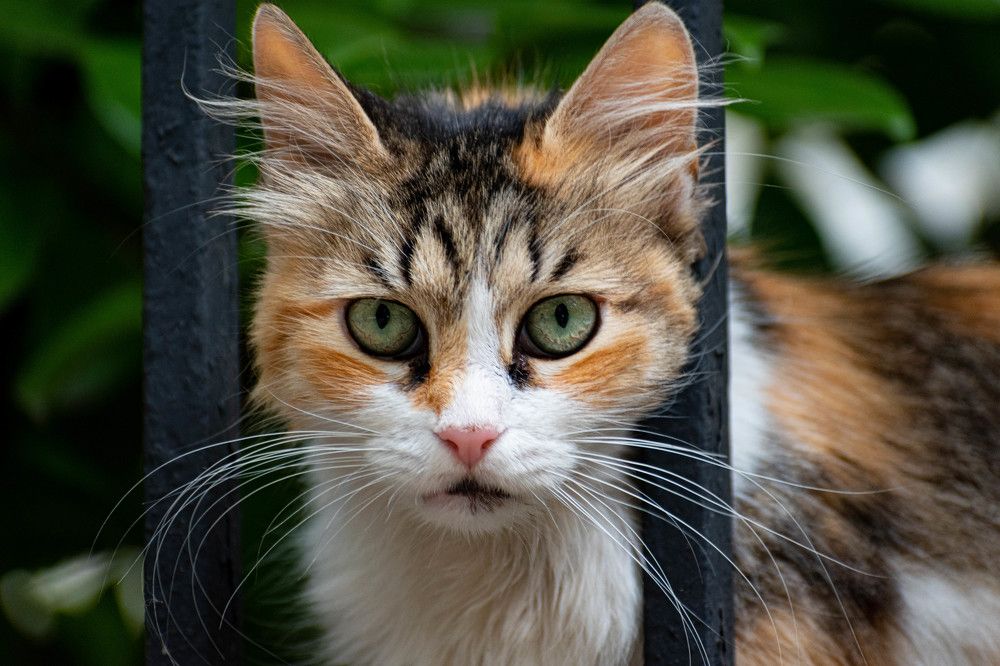 Photograph by LYBOMIR NAKOV