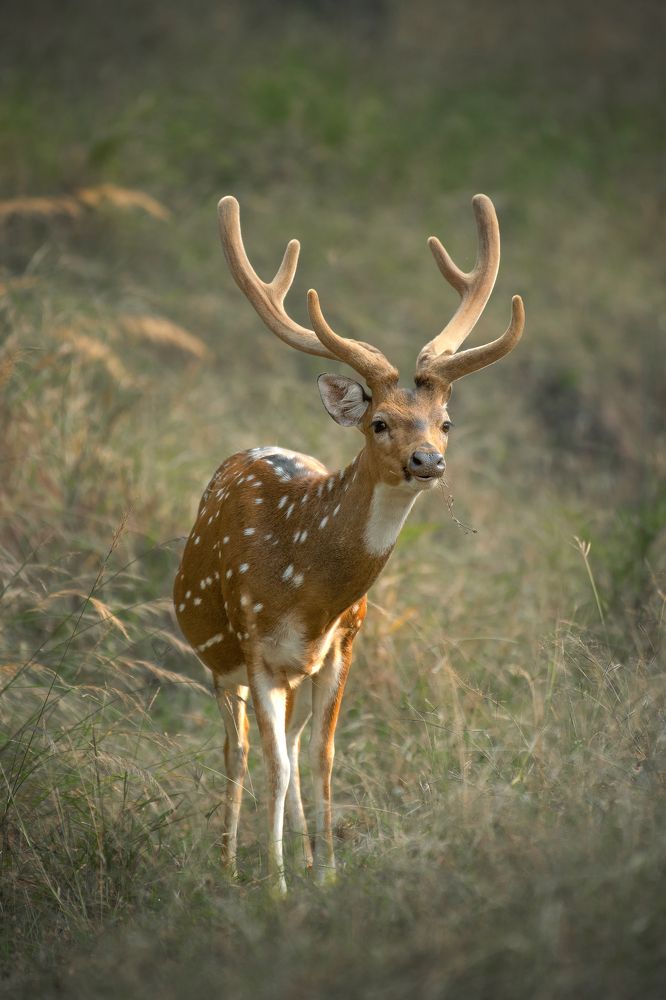 Photograph by Neeraj Gade