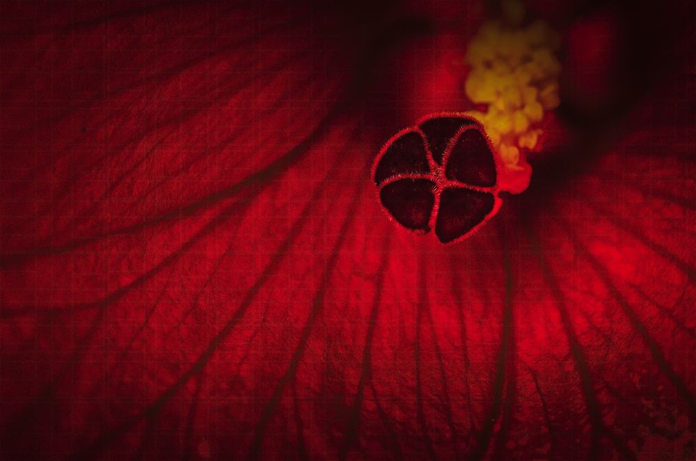 Фотография автора Arijit Mondal