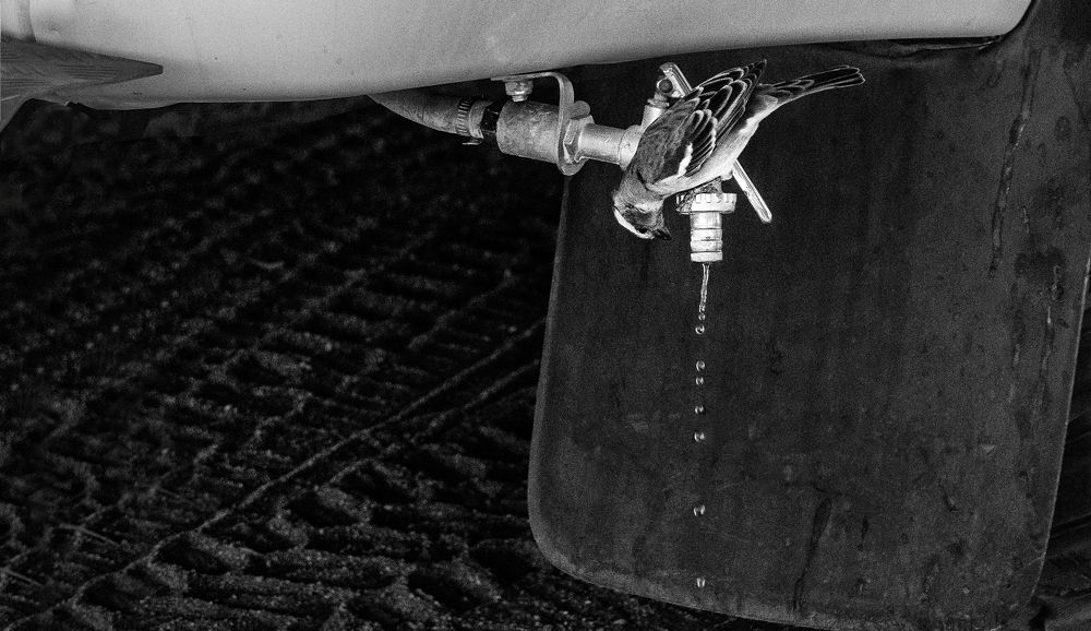 Photograph by Ivanka Iantcheva