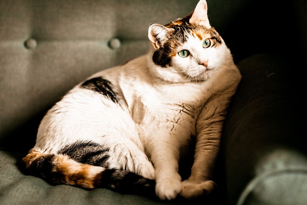 Photograph by Katherine Strauss