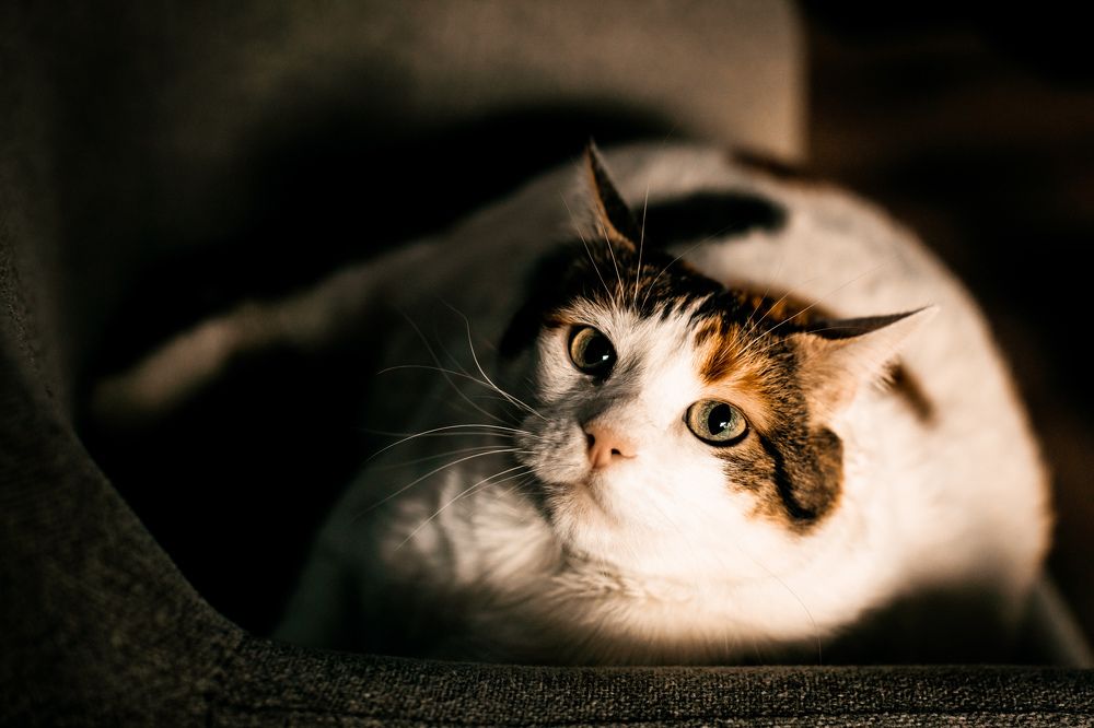 Photograph by Katherine Strauss