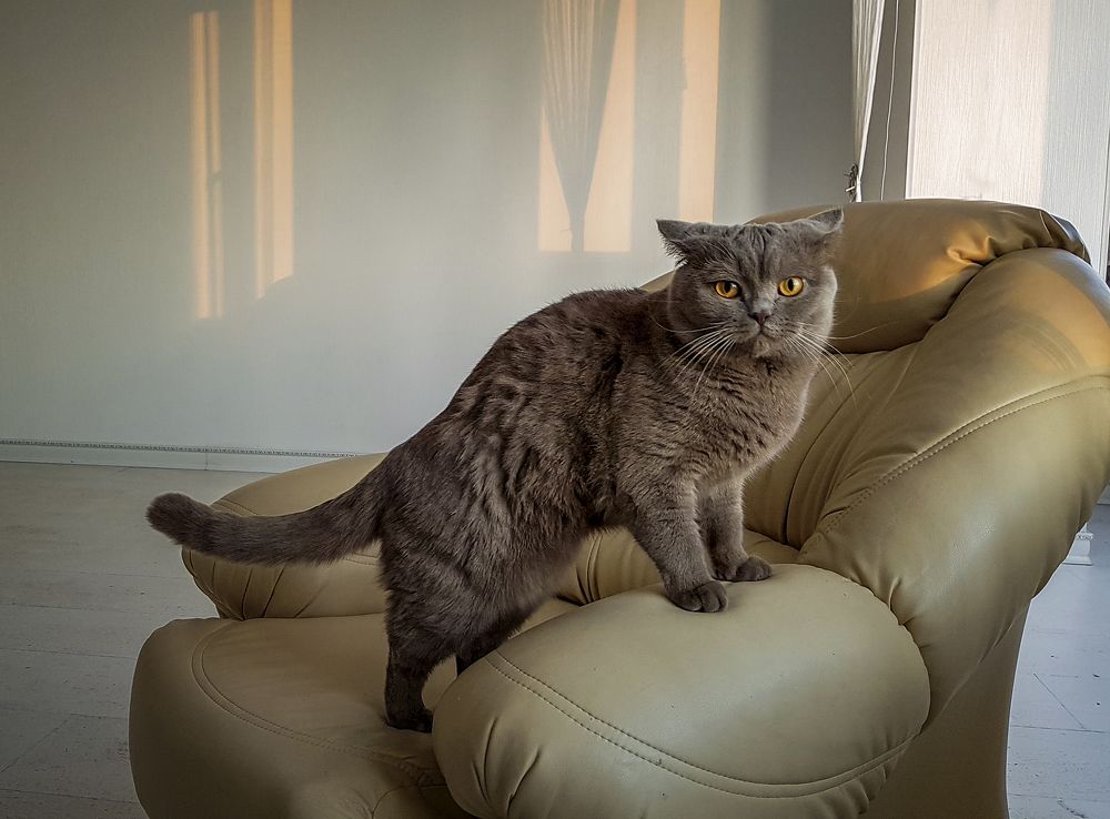 Один дома...